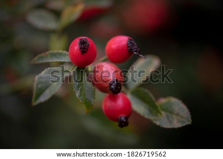 Rose hips in the autumn