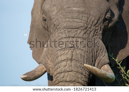 Elephant and Butterfly Portrait seen on a safari in Kruger National Park in South Africa