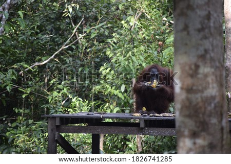 Oranguntan eating bananas from a protected park in Borneo
