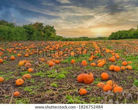 Fresh harvested pumpkins ready for sale