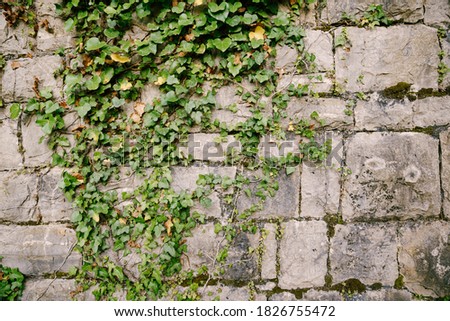 A high stone wall entwined with ivy and overgrown with moss.