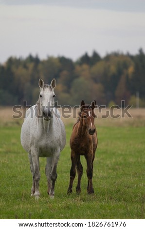 A white horse with a red foal on a field against a forest background on a cloudy autumn day. facing the camera, vertical image.