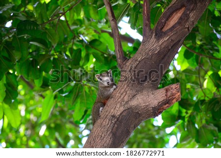lovely squirrel on the tree