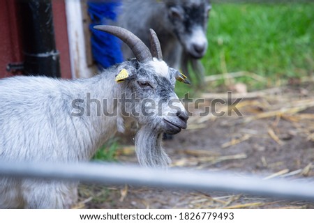 a nice portrait of a goat in a farm whit his beard hanging from the chin.