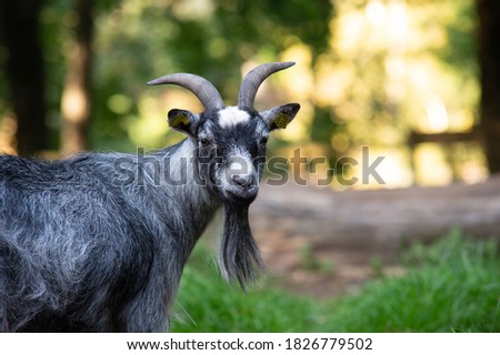 a nice portrait of a goat in a farm whit his beard hanging from the chin.