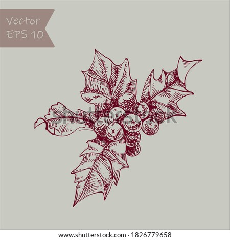 Beautiful vector hand drawn christmas Illustration. Holly berries. Detailed retro style images. Vintage sketch Element for labels design. Royalty-Free Stock Photo #1826779658