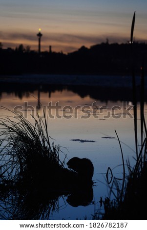 The muskrat eats plants at night. Silhouette picture.