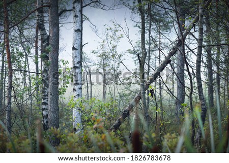 Evergreen forest in a white fog at sunrise. Birch, pine and fir trees close-up. Picturesque scenery. Atmospheric landscape. Pure nature, ecology, environmental conservation, eco tourism
