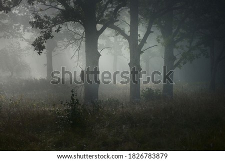 Picturesque scenery of the dark forest in a mysterious fog at sunrise. Sun rays through the old mighty oak, fir, pine, birch trees. Idyllic rural scene. Fall season, concept art, eco tourism, nature