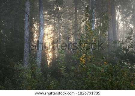 Picturesque scenery of the dark mysterious evergreen forest in a morning fog at sunrise. Sunbeams through the tree trunks. Colorful golden birch, pine, fir trees close-up. Atmospheric autumn landscape