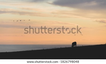Cows graze in a field at sunset. Ocean in the background. Silhouetted cows as the sun goes down