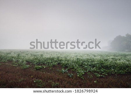 Green field with white blooming wildflowers in a thick white fog at sunrise. Forest, tree silhouettes in the background. Atmospheric landscape. Idyllic rural scene. Fall season, fickle weather