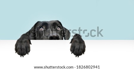Close-up  hide black labrador dog looking up giving you whale eye hanging over a blank sign with room for text. Isolated on colored blue background.  Royalty-Free Stock Photo #1826802941