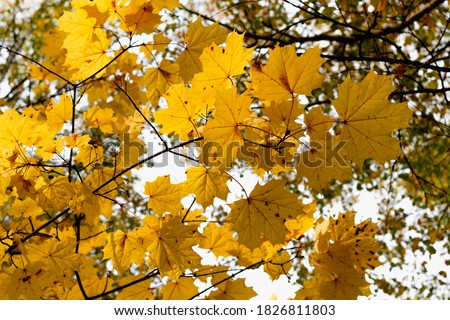 Bright juicy yellow maple leaves in autumn on maple trees against the sky. The view from the bottom up. Beautiful autumn natural background.