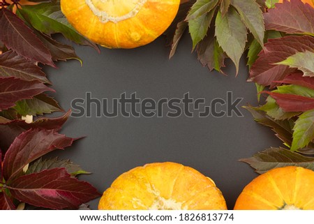 Three orange pumpkins close-up on a black background with autumn foliage. Thanksgiving Day