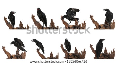 Collage with black ravens on white background 