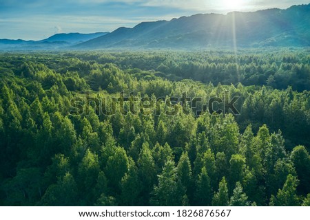 A beautiful sunrise landscape of Danongdafu Forest Park, birds eye view use the drone in morning bright sunlight. Shot in Hualien, Taiwan. Royalty-Free Stock Photo #1826876567