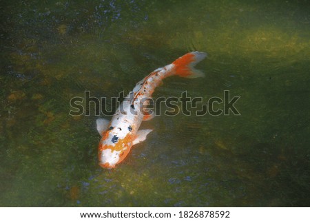 Carp for the admiration of Japan