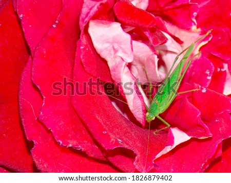 grasshopper, locust, green is sitting on the Bud of red roses