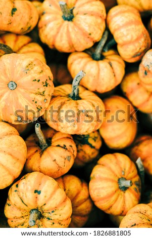 Closeup of beautiful ripe orange pumpkins in fall autumn halloween or thanksgiving pumpkin patch market display,white background text copy space.concept of Halloween.
