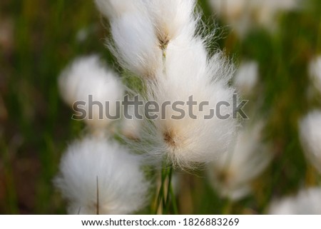 Delicate fluffy flower on a vegetable background. A typical plant of the far North. Close up. Beautiful picture of northern nature.