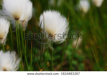 Delicate fluffy flower on a vegetable background. A typical plant of the far North. Close up. Negative space on the right. Beautiful picture of northern nature.