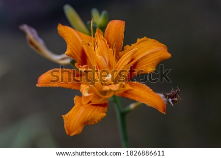 Orange lily flower. Detailed macro view. Flower on a natural background, soft light.