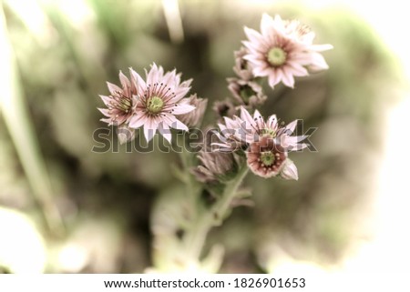 Close up of a beautiful flower in the garden at spring time in old photography style