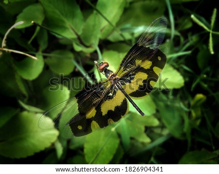 Rhyothemis variegata, known as the common picture wing or variegated flutterer, is a species of dragonfly. biology