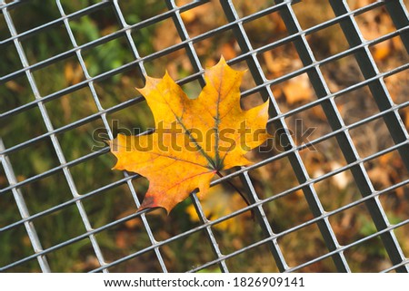 Autumn maple yellow leaf on a gray metal lattice. Abstract background, fall season. Creative abstraction, seasonal card with art design. October mood concept, wallpaper.