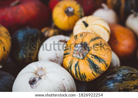 Pumpkin farm market. Decorative pumpkins lying on hay. Halloween and Thanksgiving