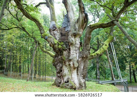 The oak in Stelmuze village is around 1,500 years old and considered one of the oldest in Europe and the oldest tree in Lithuania. Royalty-Free Stock Photo #1826926517