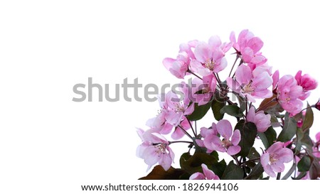 Spring flower background border. Beautiful pink blossoming apple tree branch isolated on white background. Copy space for message or product.