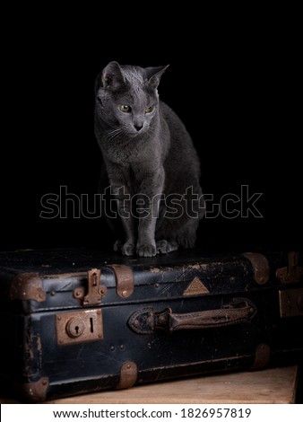 Portrait of a Russian Blue Cat sitting on old Suitcase