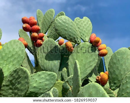 Sicilian Opuntia cactus plant with ripe orange prickly pears cactus fruits bottom-up view Royalty-Free Stock Photo #1826959037