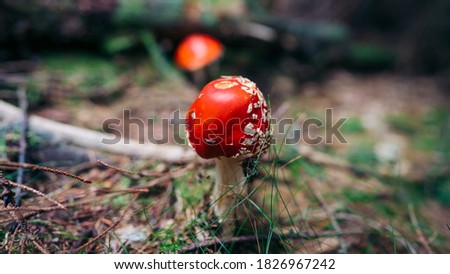 Autumn, time for mushrooms like this fly agaric with its red hood and white dots. Poisonous mushroom in the autumn forest are different. Picture taken in the National park 