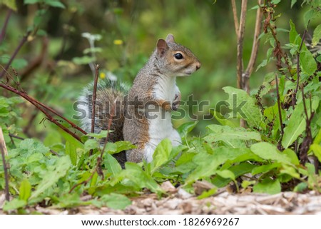 Portrait of an eastern gray squirrel (sciurus carolinensis) standing up