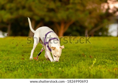 a cute little terrier puppy with white furs and light brown spots is rapidly digging the grass field dislodging a lot of mud and dirt. The curious dog is apparently trying to find something underneath