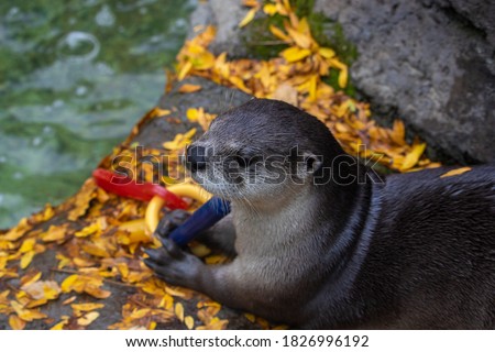 close up of a playful river otter