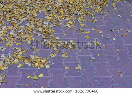 Yellow leaves on the sidewalk. Autumn. Path with leaves. September. October. Indian summer. Autumn background. Fallen leaves.