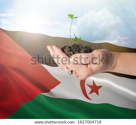 Sahrawi Arab Democratic Republic growth and new beginning. Green renewable energy and ecology concept. Hand holding young plant.