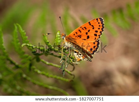 Spotted Fritillary - Melitaea didyma (or meridionalis and occidentalis) or red-band fritillary, is a butterfly of the family Nymphalidae, bright orange-brown butterfly.