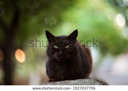 Portrait of a black cat with green eyes. Blurry green background, beautiful bokeh.