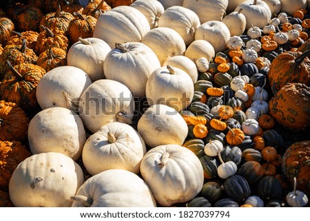 White, green, and orange pumpkins on the ground in a sunny fall pumpkin patch
