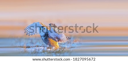 Snowy Owl foraging in the snow at sunset