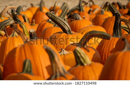 A full crowded pumpkin patch
