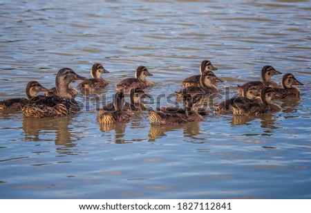 The Mallard is the most familiar wild duck to many people.Mallards have one of the most extensive breeding ranges of any duck in North America. The Mallard duck with it's babies. Royalty-Free Stock Photo #1827112841