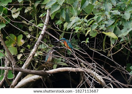 common kingfisher is in pond