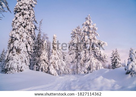 Breathtaking wild winter forest view with snow capped fir and spruce on natural landscape destination, white wood environment in Riisitunturi Lapland national park