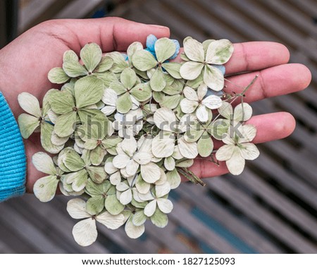 Hand holding green pressed hydrangeas